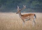 Eddie Sherwood - A Fallow Buck.jpg